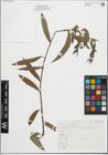 Foto von Salix fragilis L.